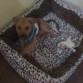 Como la gusta su cama